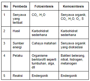 Fotosintesis Dan Kemosintesis Merupakan Proses Ana