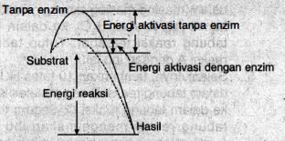 Perhatikan Grafik Kerja Enzim Berikut Manakah