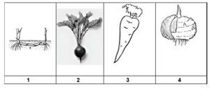 Bentuk modifikasi akar ubi jalar