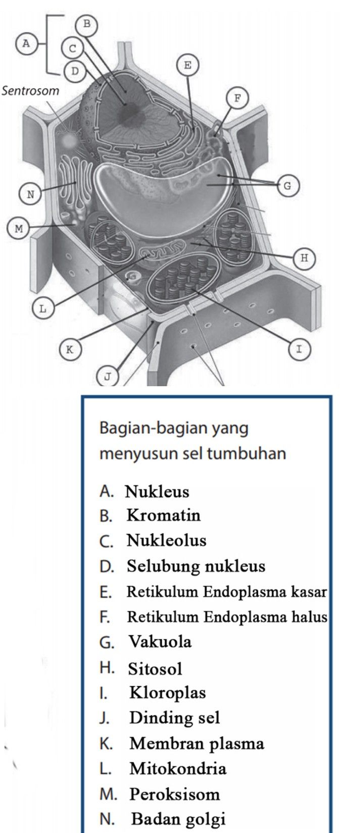 Perhatikan Gambar Sel Di Bawah Ini! Apa Y...