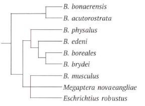Penggolongan organisme dengan sistem klasifikasi filogenetik dilakukan berdasarkan kesamaan