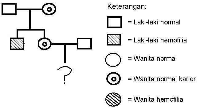 Perhatikan diagram pewarisan sifat hemofilia berik… Perhatikan diagram pewarisan sifat hemofilia berik…