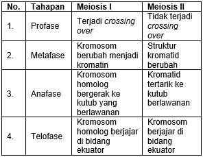 meiosis 2 anafase