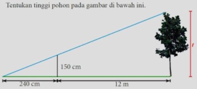 Jika Diketahui Pohon Dan Tongkat Yang Mempunyai Ba...