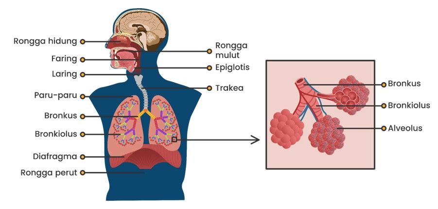 Perhatikan Gambar Sistem Pernapasan Manusia Beriku...