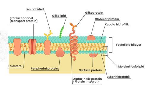 Gambar struktur membran sel