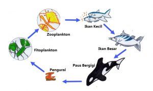 Pada ekosistem laut daerah yang komponen tingkat produsennya paling banyak yaitu daerah