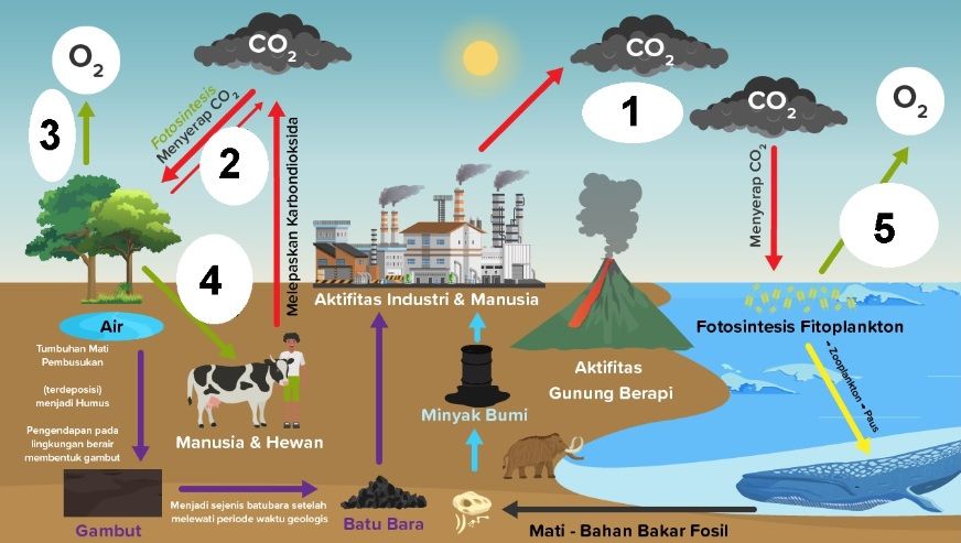 Perhatikan Bagan Siklus Karbon Berikut Pros 9235