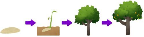 Cara berkembang biak pohon mangga