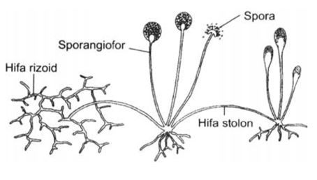 Gambarkan Struktur Tubuh Jamur Dari Divisi Zygomyc Roboguru