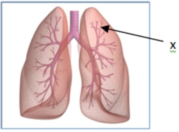 Manusia, pernafasan difusi system oksigen terjadi pada pada proses Pada sistem