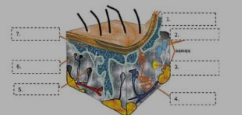 Keterangan Gambar Struktur Kulit Manusia Dan Fungsiny 