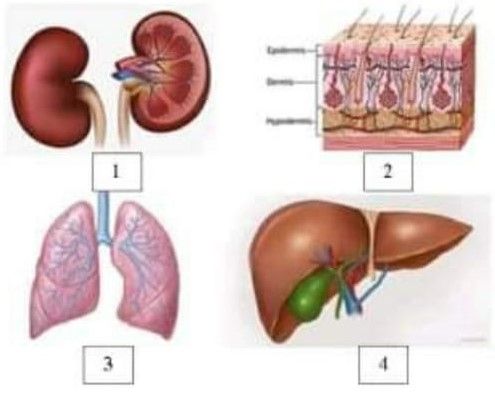 Perhatikan Gambar Struktur Organ Ekskresi Berikut Perhatikan Gambar Struktur Organ Ekskresi Berikut