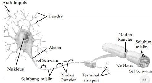 Gambar Sel Saraf Beserta Bagian Bagiannya Roboguru