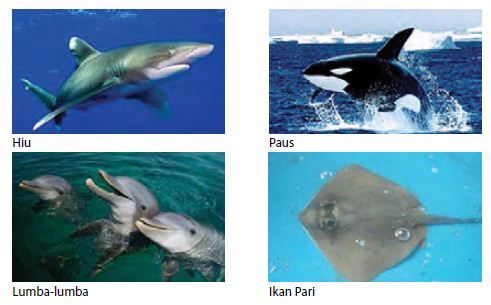 Perhatikan Gambar Berikut Cari Persamaan Dan P