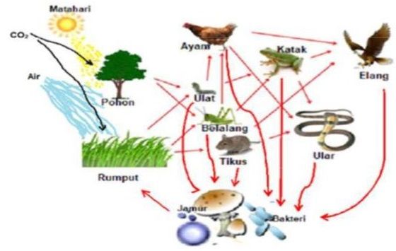 Bagaimana komponen biotik dan abiotik pada ekosistem tersebut berinteraksi