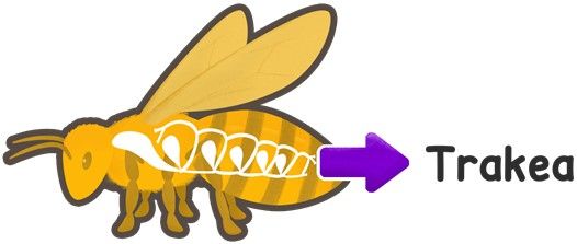 Lebah Bernapas Menggunakan Lebah Bernapas Menggunakan