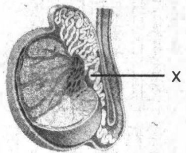 Perhatikan Struktur Testis Berikut Fungsi Bagian Yang Ditunjukkan Huruf X Bibliografi ID