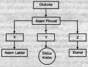 Perhatikan Bagan Berikut Senyawa Yang Ditunjuk