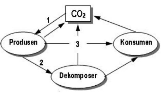 Siklus Karbon Dan Oksigen 2054