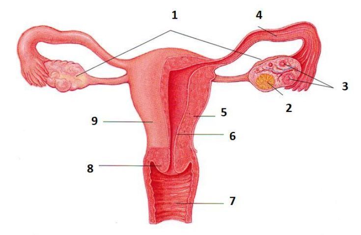 Proses fertilisasi terjadi di bagian