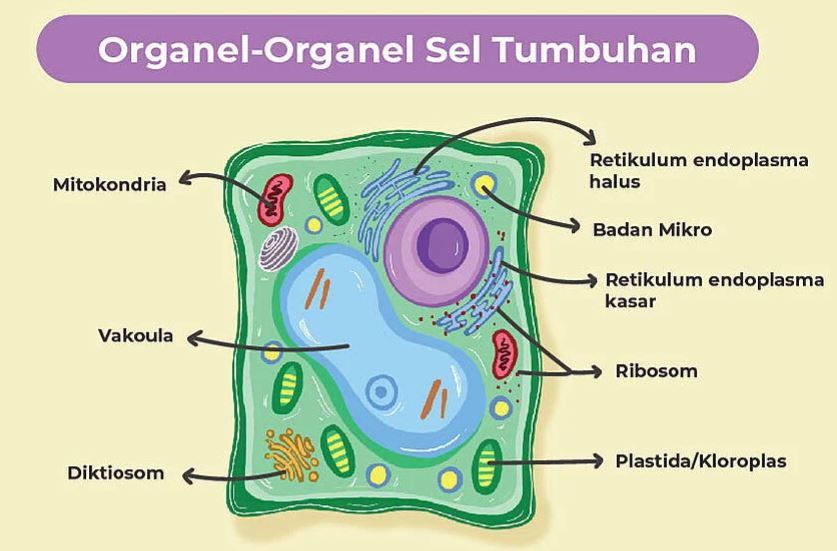 Gambarkan bentuk sel tumbuhan dan berilah keterang...