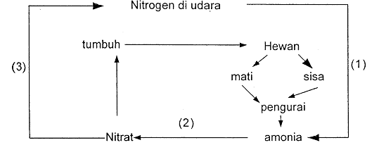 Perhatikan Daur Nitrogen Berikut Ini Proses 1 Roboguru