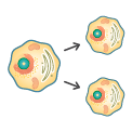Konsep Pembelahan Sel