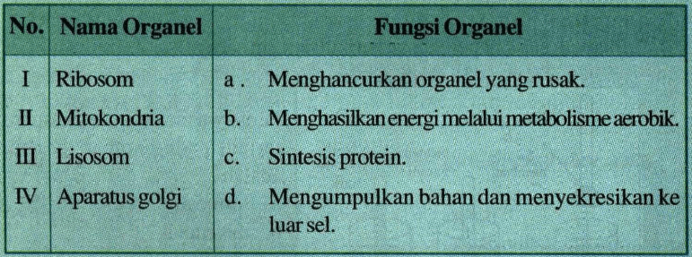 Tabel Berikut Menunjukkan Nama Organel Dan Fungsi