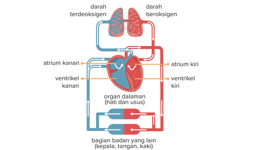 Perhatikan Gambar Bagan Peredaran Darah Berikut