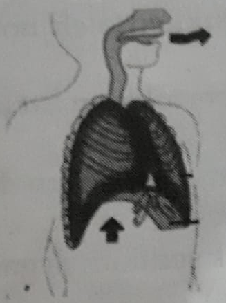 Jelaskan Proses Terjadinya Pernapasan Perut