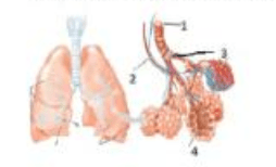 Jaringan dalam paru-paru yang berfungsi sebagai tempat pertukaran gas oksigen dan karbondioksida adalah