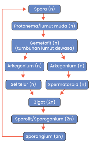 Perhatikan Tahapan Metagenesis Lumut Berikut S
