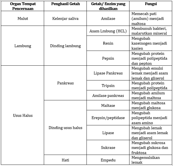 Mengenal Macam Macam Enzim Pencernaan Dan Fungsinya Untuk Tubuh Riset Riset