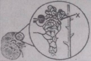 Proses Yang Terjadi Pada Bagian Yang Ditunjukkan H Roboguru