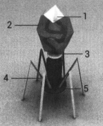 Perhatikan gambar virus T berikut. Bagian viru...