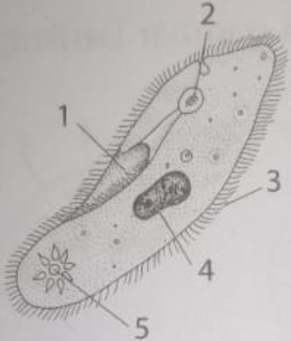 Perbedaan organisme dalam kelas ciliata dengan kelas rhizopoda adalah pada ciliata