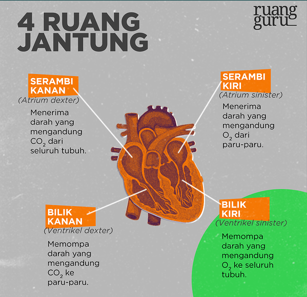 Bagian Jantung Yang Menerima Darah Dari Pulmo Yait