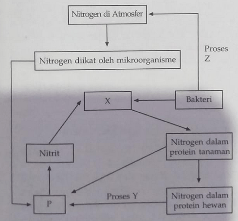 Kecuali untuk tepat daur yang berikut pernyataan nitrogen Siklus nitrogen