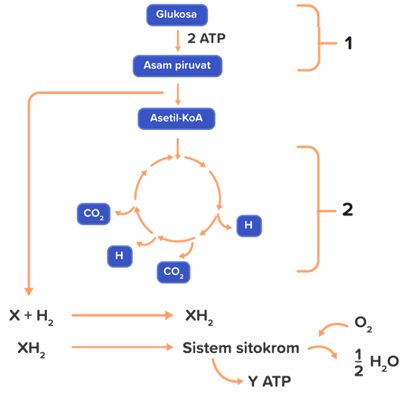 Fadh2 dalam proses transfer elektron akan diubah menjadi….atp