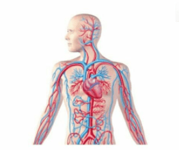 Gambar organ adalah fungsi sistem sesuai Sistem Organ