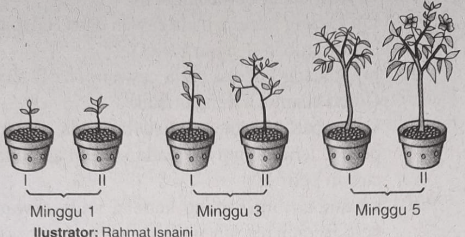 Perhatikan Gambar Pertumbuhan Tanaman Berikut