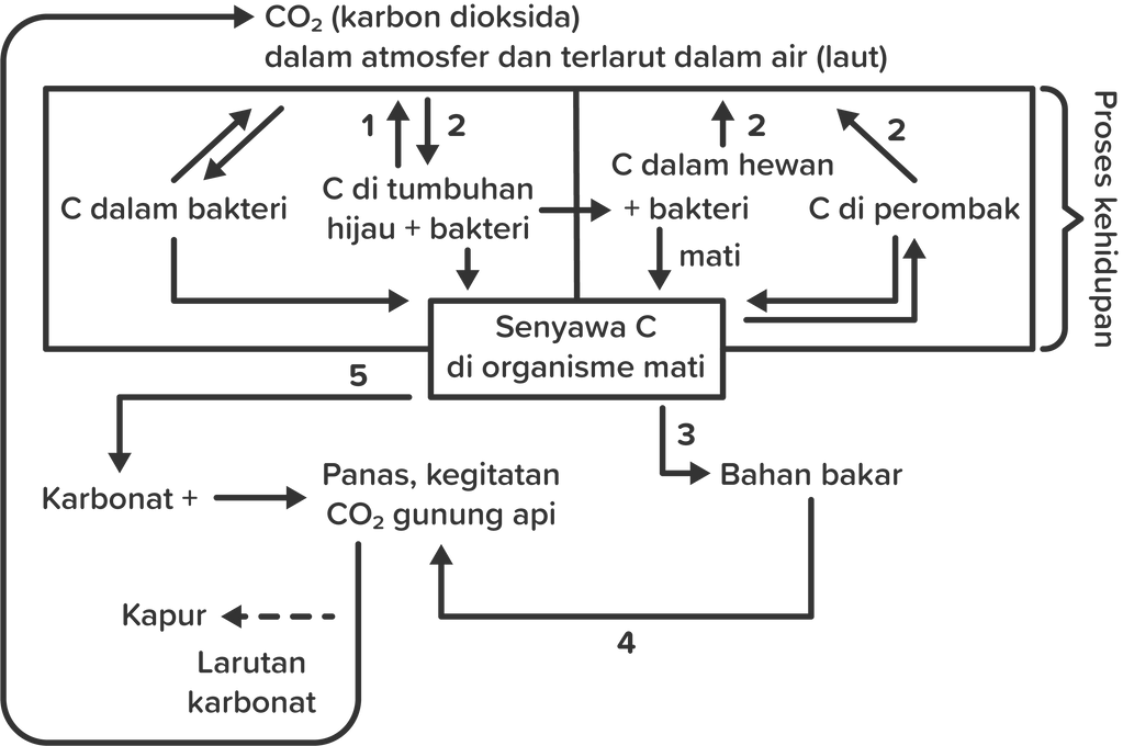 Perhatikan Skema Daur Karbon Berikut Proses X Dan Y P 9131