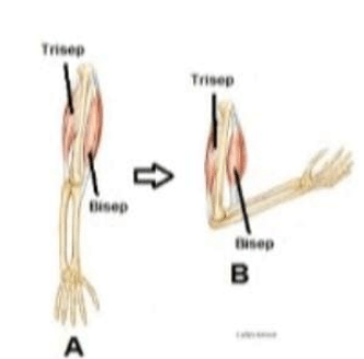 Dalam barbel menekuk gerakan ketika otot yang siku terlibat adalah mengangkat 5 Kesalahan