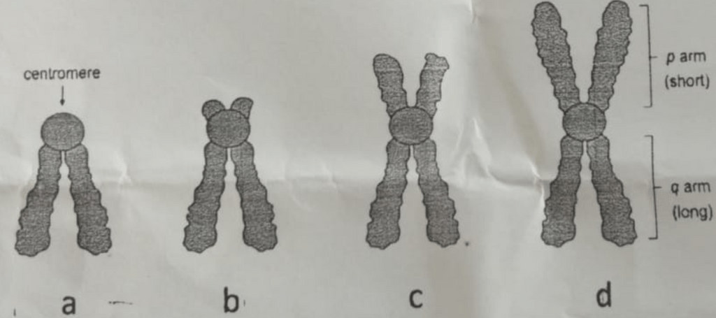 Gambar di berdasarkan letak adalah samping sentromernya pada kromosom Kromosom Adalah