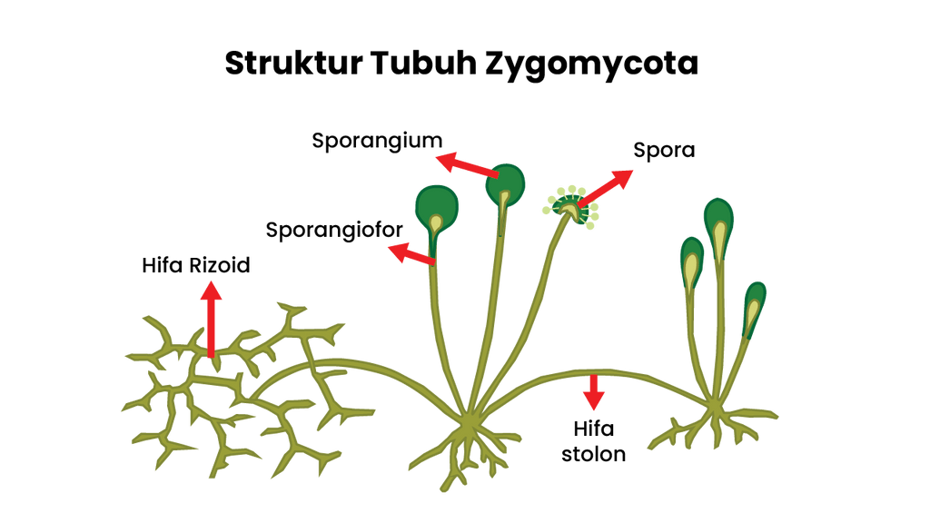 Bagaimana reproduksi generatif pada jamur rhizopus sp