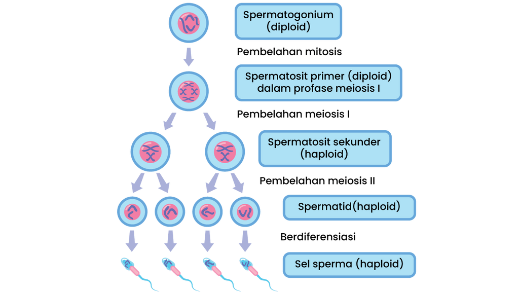 Sebuah spermatozoid akan berkembang secara meiosis menjadi