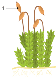 Urutan yang benar bagian-bagian tumbuhan lumut daun dari ujung ke pangkal adalah