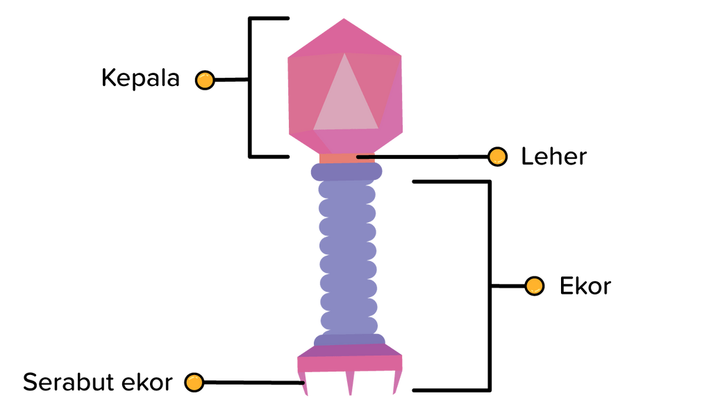 Susunan tubuh virus