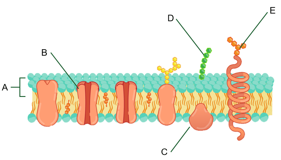 Komponen Membran Sel Berikut Yang Berperan Dalam C
